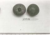 Click for 1 image(s) for this accession. FRUIT